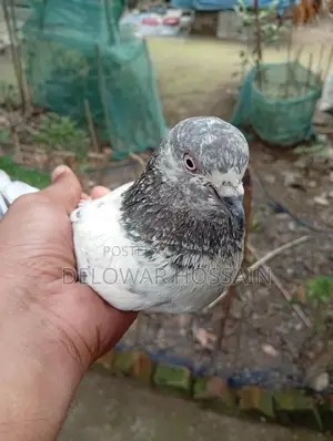 High Flyer Pigeons