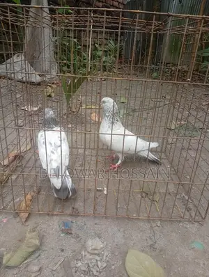 High Flyer Pigeons