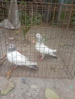 High Flyer Pigeons