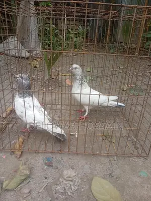 High Flyer Pigeons