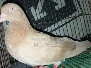 High-Quality Giribaz Giya Chulli Male Pigeon