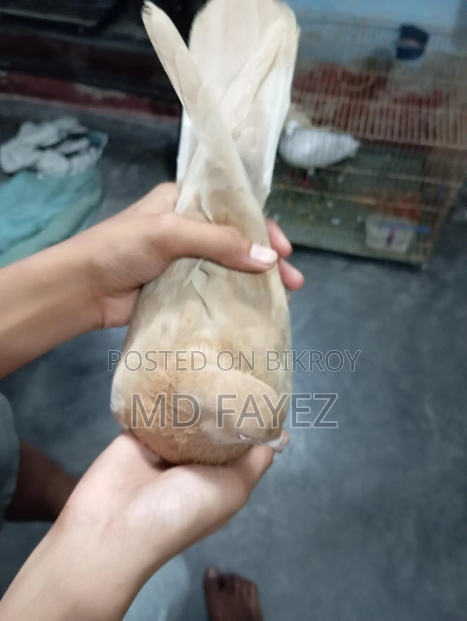 High-Quality Giribaz Giya Chulli Male Pigeon