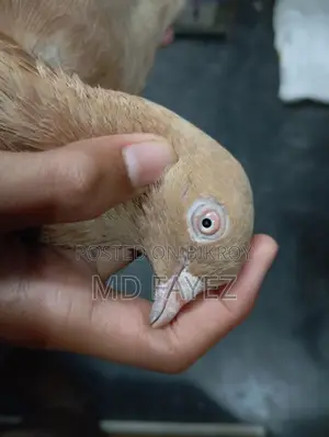 High-Quality Giribaz Giya Chulli Male Pigeon
