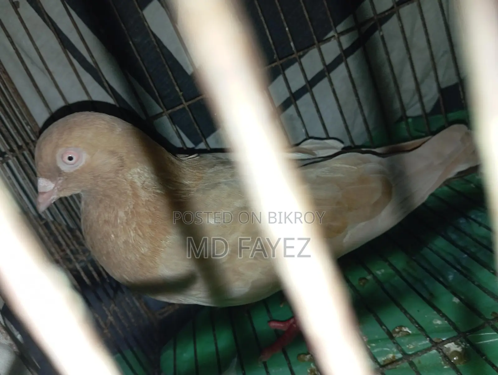 High-Quality Giribaz Giya Chulli Male Pigeon
