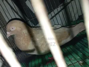 High-Quality Giribaz Giya Chulli Male Pigeon