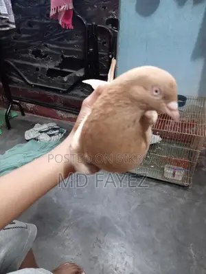 High-Quality Giribaz Giya Chulli Male Pigeon
