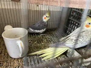 A pair of Cockatiel birds