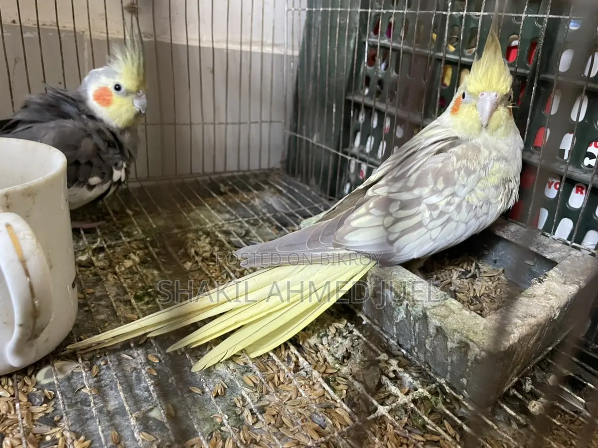 A pair of Cockatiel birds