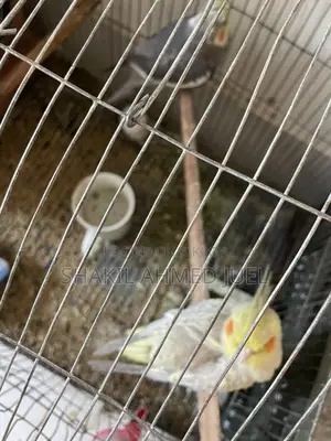 A pair of Cockatiel birds