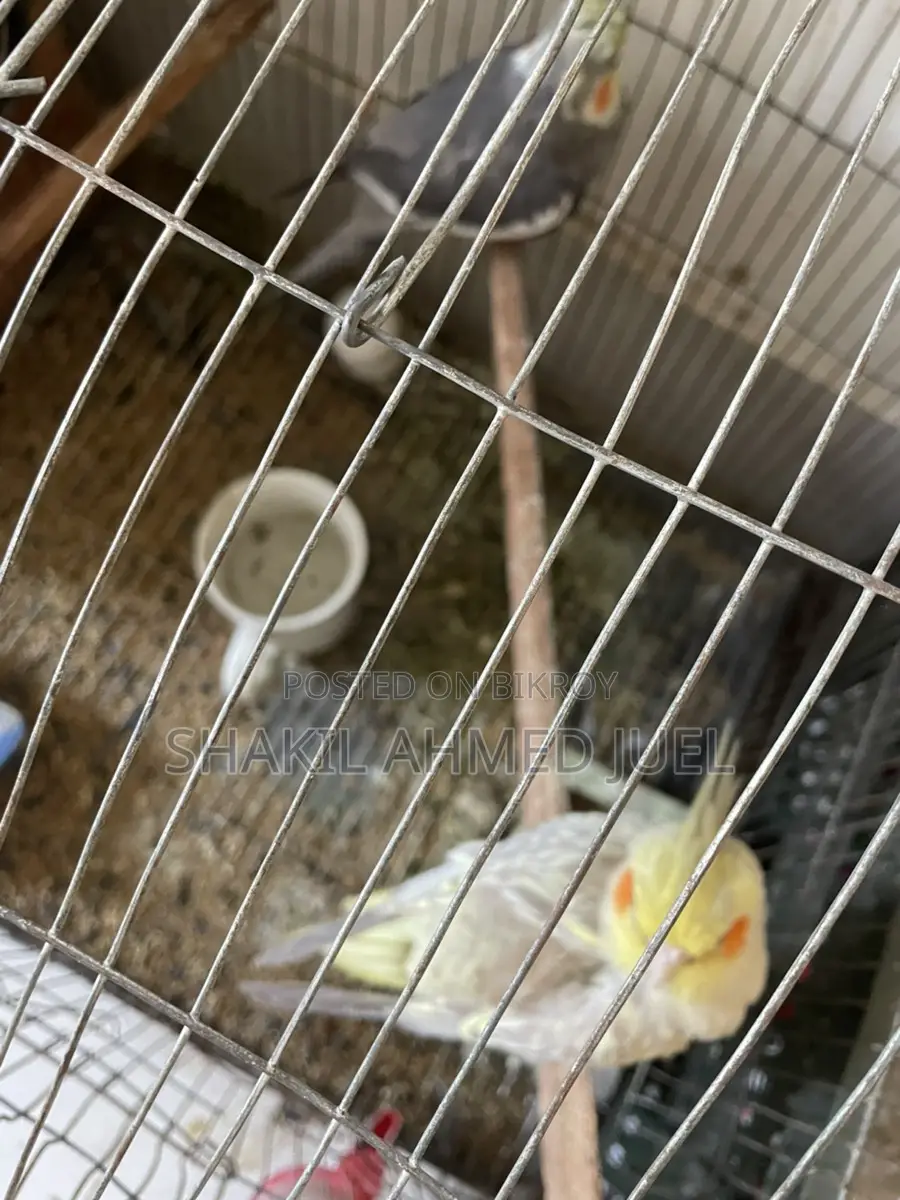 A pair of Cockatiel birds