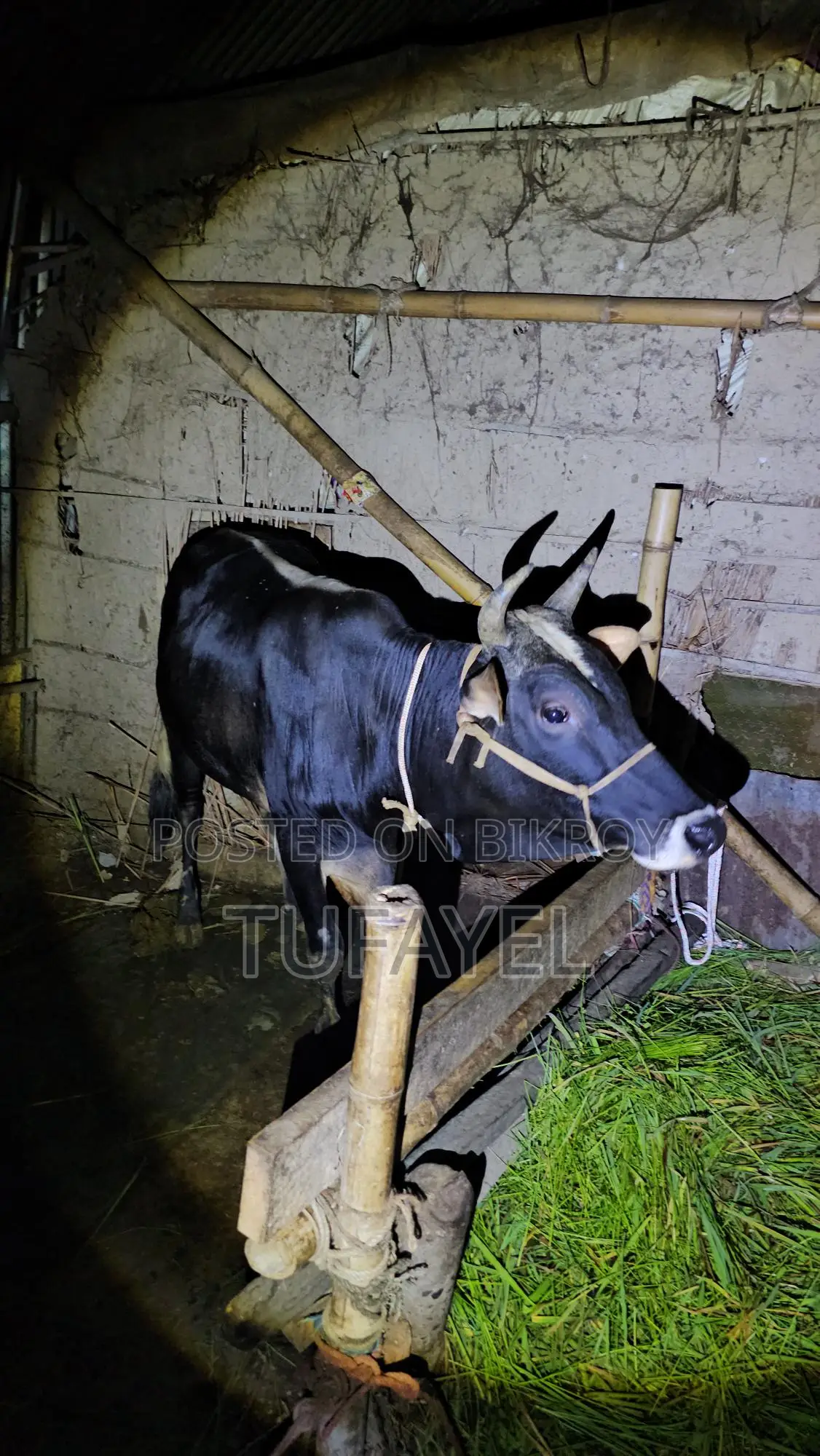 Young Cow