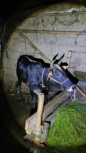 Young Cow