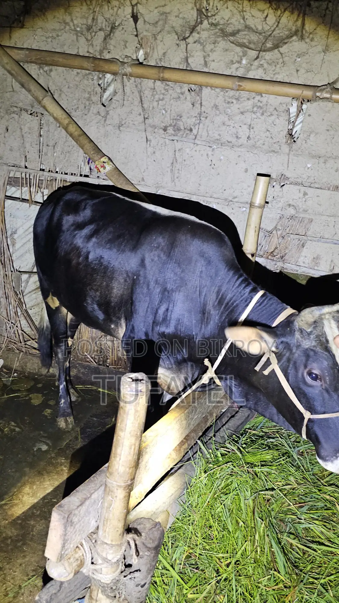 Young Cow