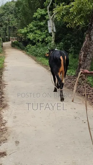 Young Cow