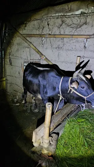 Young Cow