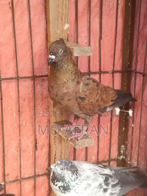 Chila Chuithal Male