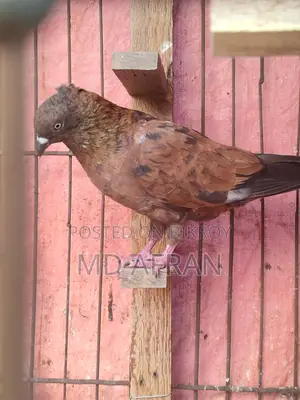 Chila Chuithal Male