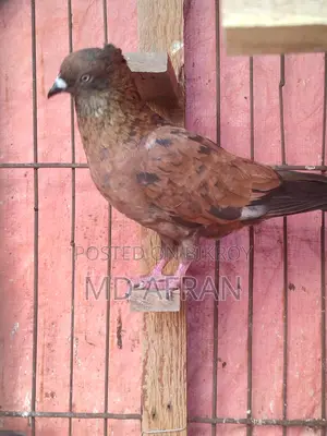 Chila Chuithal Male