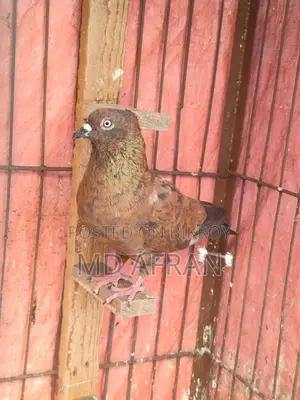 Chila Chuithal Male