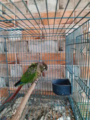 Conure Bird