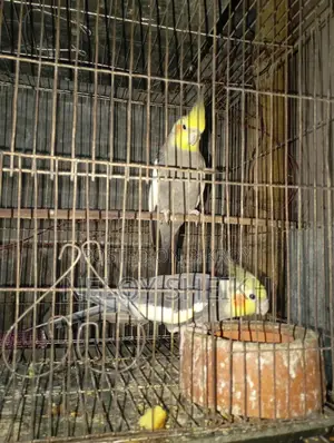 Running Cockatiel Male for Sale