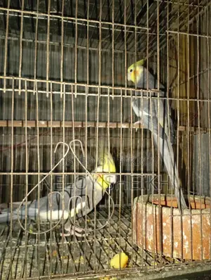 Running Cockatiel Male for Sale