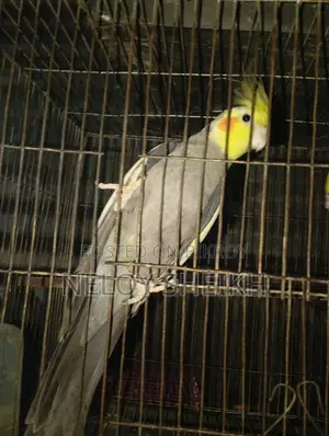 Running Cockatiel Male for Sale