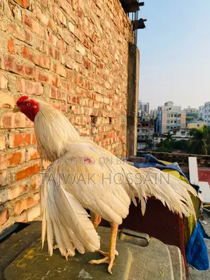 সরাইল / আচিল মোরগ
