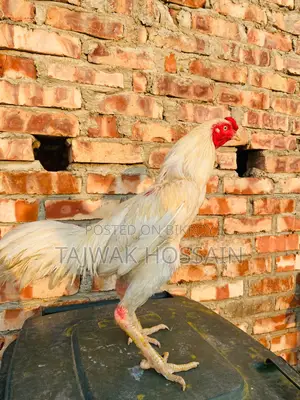 সরাইল / আচিল মোরগ