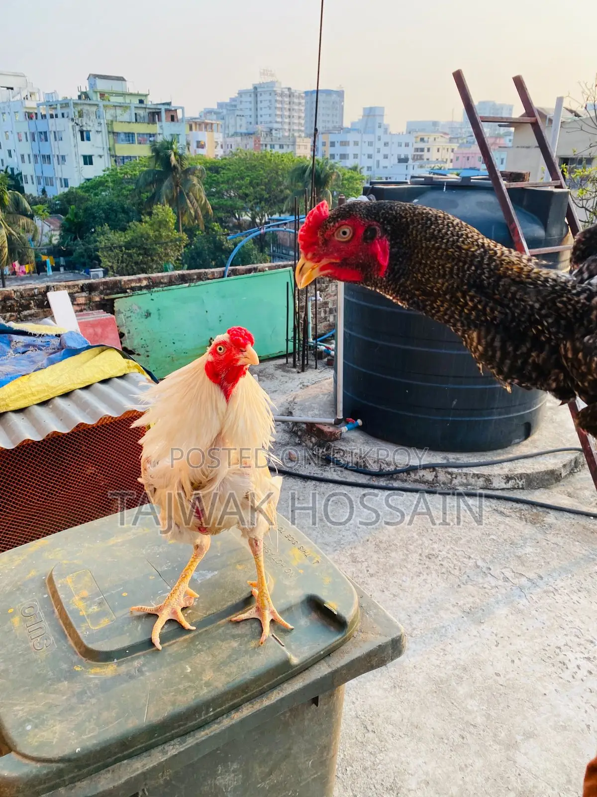 সরাইল / আচিল মোরগ