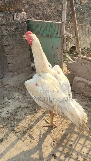 সরাইল / আচিল মোরগ