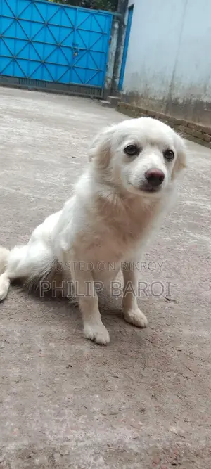 Dog for sale. German species.