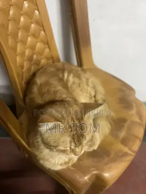 Persian Cat