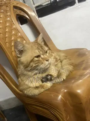 Persian Cat