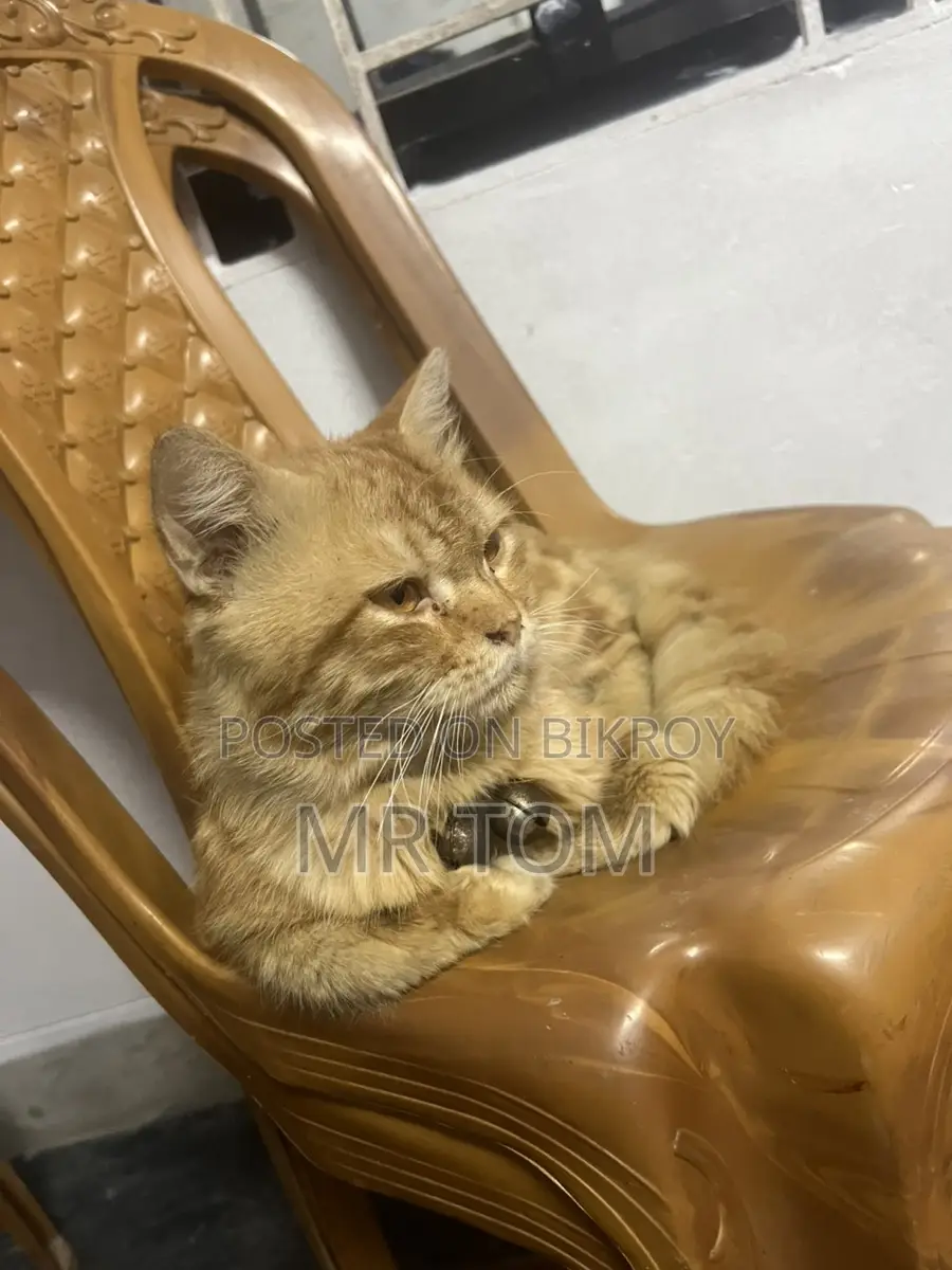 Persian Cat