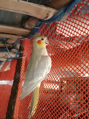 Cockatiel Lutino