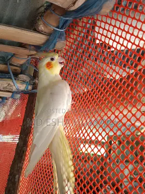 Cockatiel Lutino