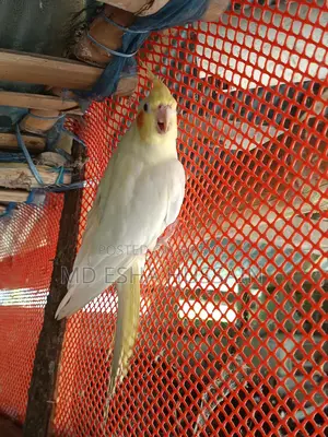 Cockatiel Lutino