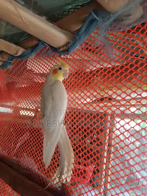 Cockatiel Lutino