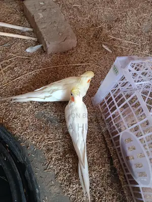 Cockatiel Lutino