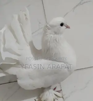 Pigeon