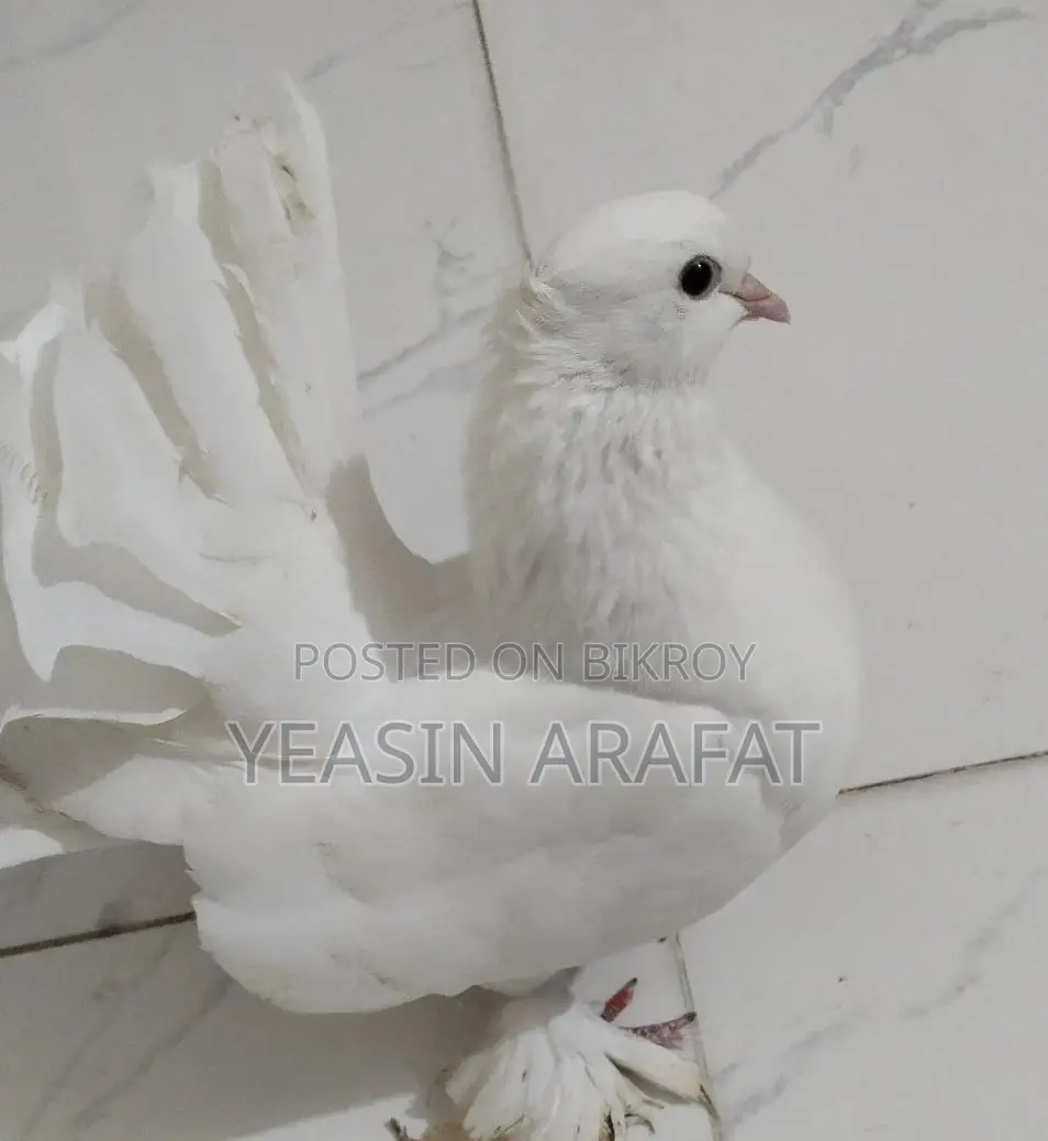 Pigeon