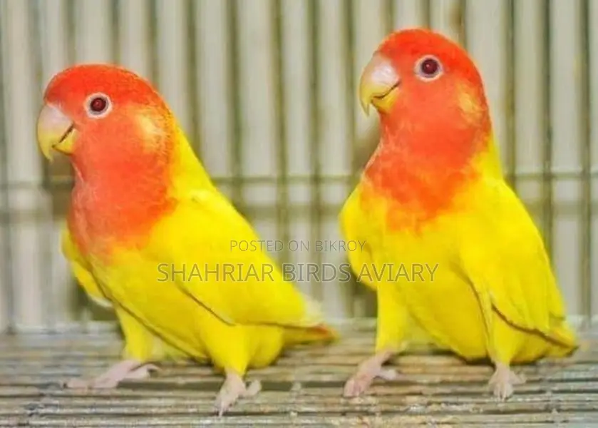 Red Head Offline Love Bird