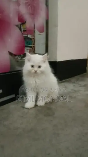 3 Cot Parsian Blue Eye Cute Cat