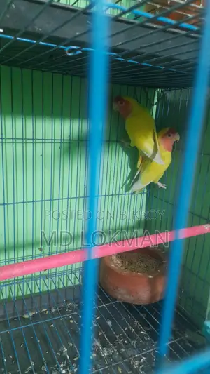 Lovebird, JP, English Budgie