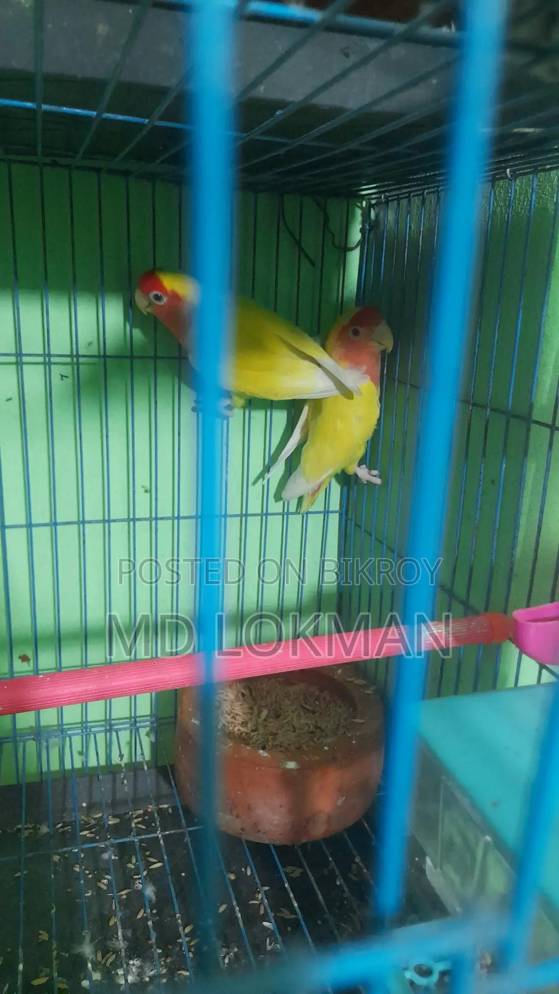 Lovebird, JP, English Budgie