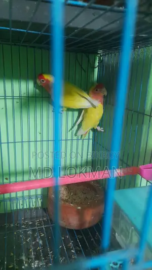 Lovebird, JP, English Budgie