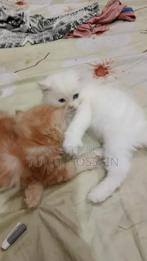 White and Brown Color