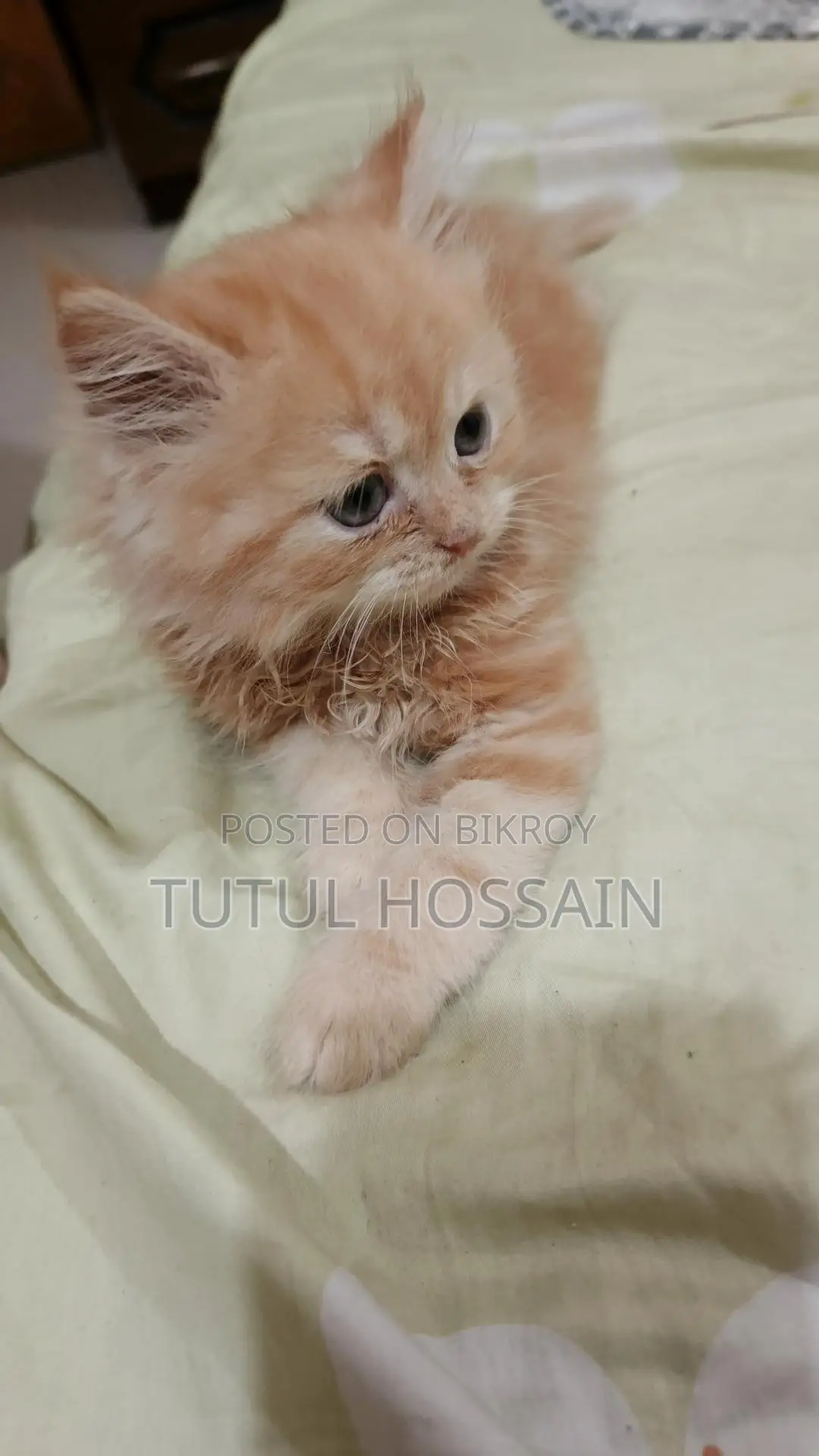 White and Brown Color