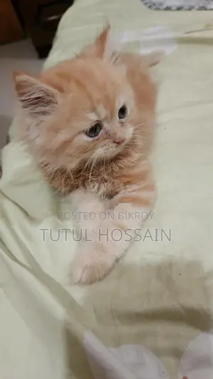 White and Brown Color